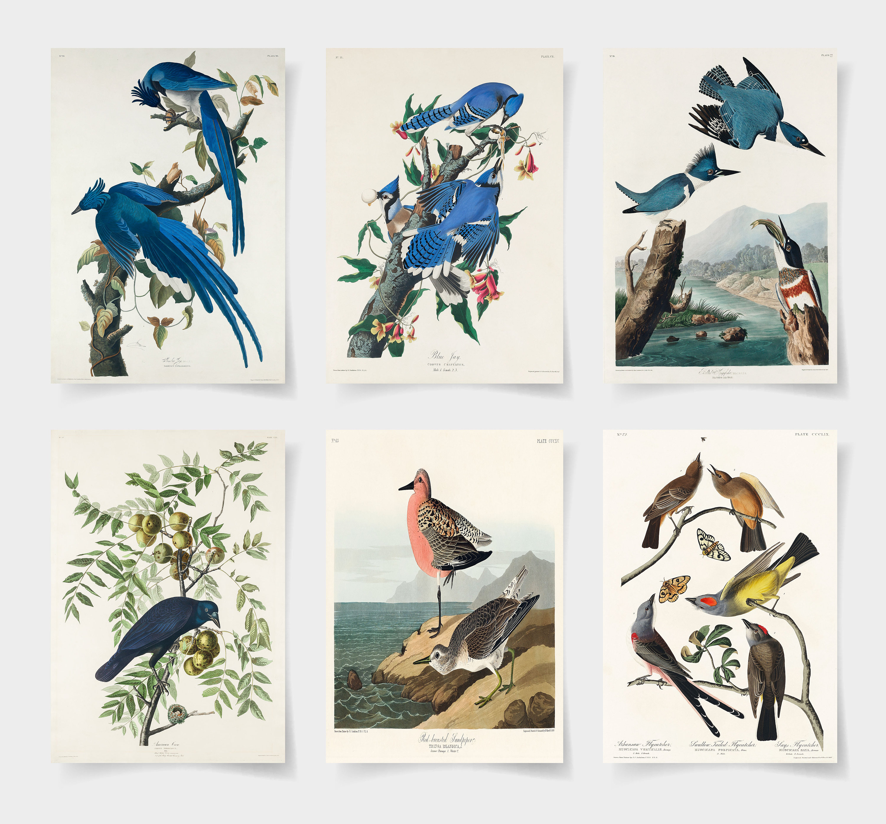 Vintage Audubon Bird Prints