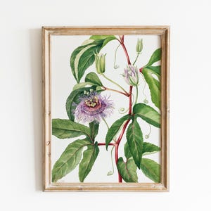 Botanische illustratie, vintage botanische kunst, vintage decor, botanische muurkunst
