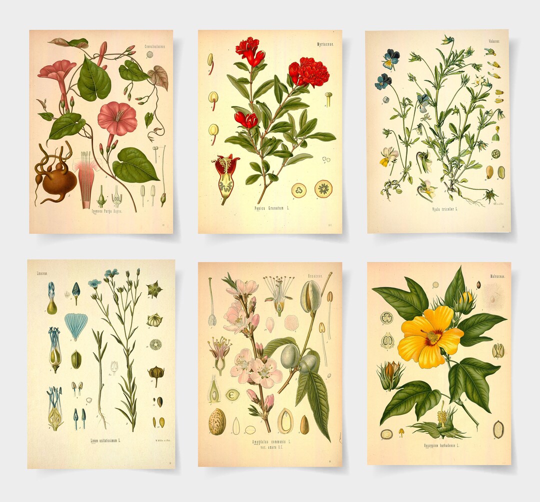 Botanical Print Set, Vintage Wildflower Garden Art, Set of 6 - Etsy