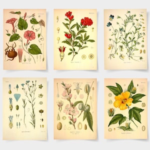 Botanical poster set of 6 flowers, Botanical Prints Wildflower, Floral Wall Art, Vintage garden poster, floral art, victorian garden print