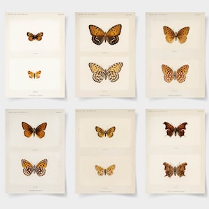 butterfly print set of 6 prints, butterfly poster set of 6, vintage butterfly print, butterfly art, butterfly art print, butterfly prints,