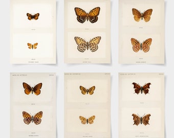 Vintage Butterfly Prints Set, Giclee Butterfly Art