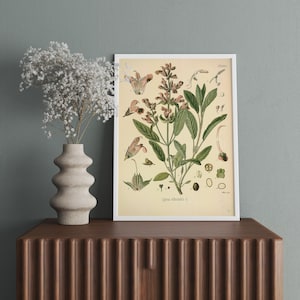 Láminas botánicas giclée / Pósteres con ilustraciones de plantas / Decoración botánica para pared / Arte natural para el hogar / Lámina botánica giclée vintage