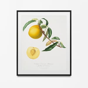 Vintage Peach Print, Fruit poster, Botanical Floral Wall Art Decor, Botanical Print, Fruit Print, Gift Idea, Vintage Poster, Gift for Mom