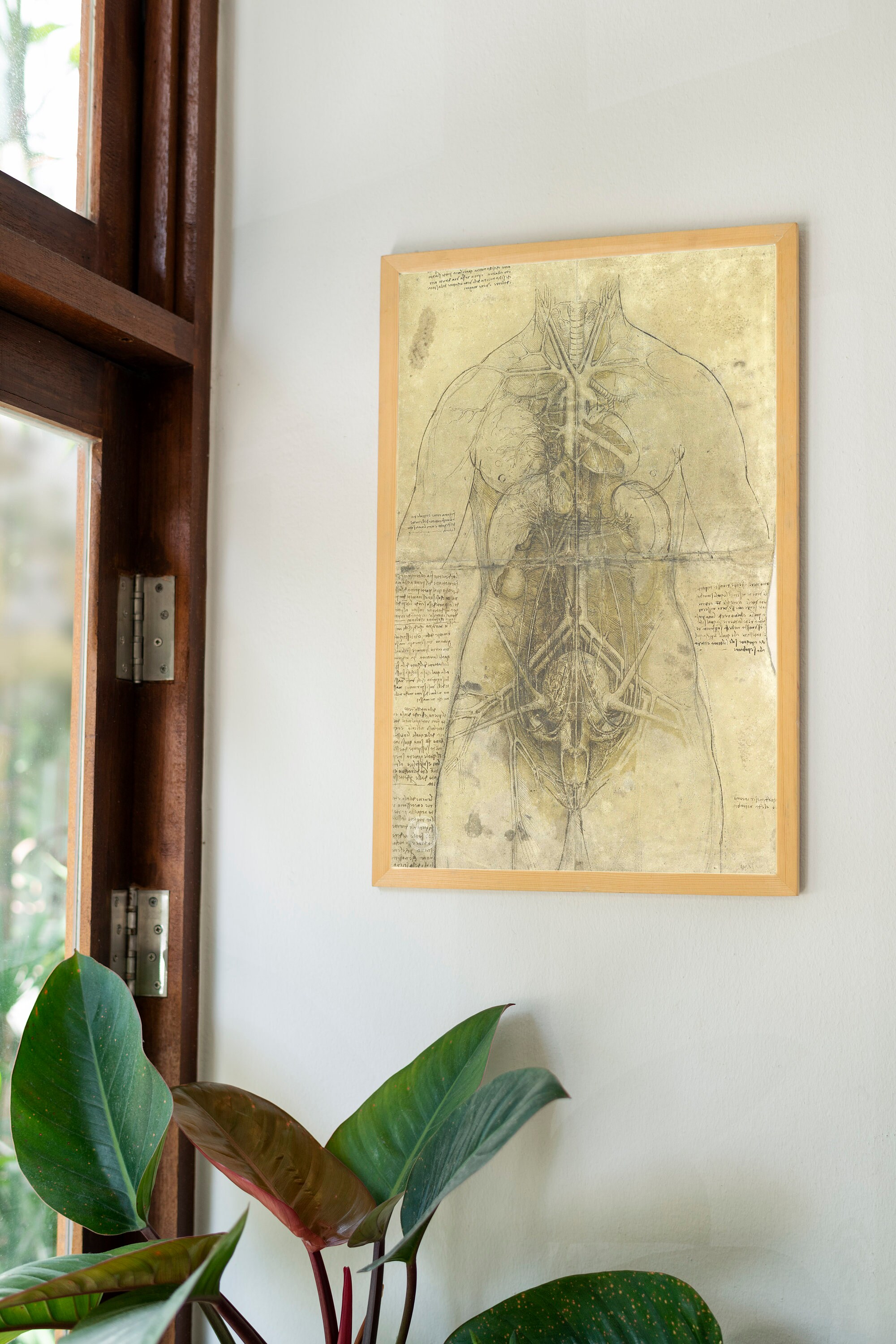 Leonardo Da Vinci Vintage Anatomy Muscles Poster, Anatomy Wall ...