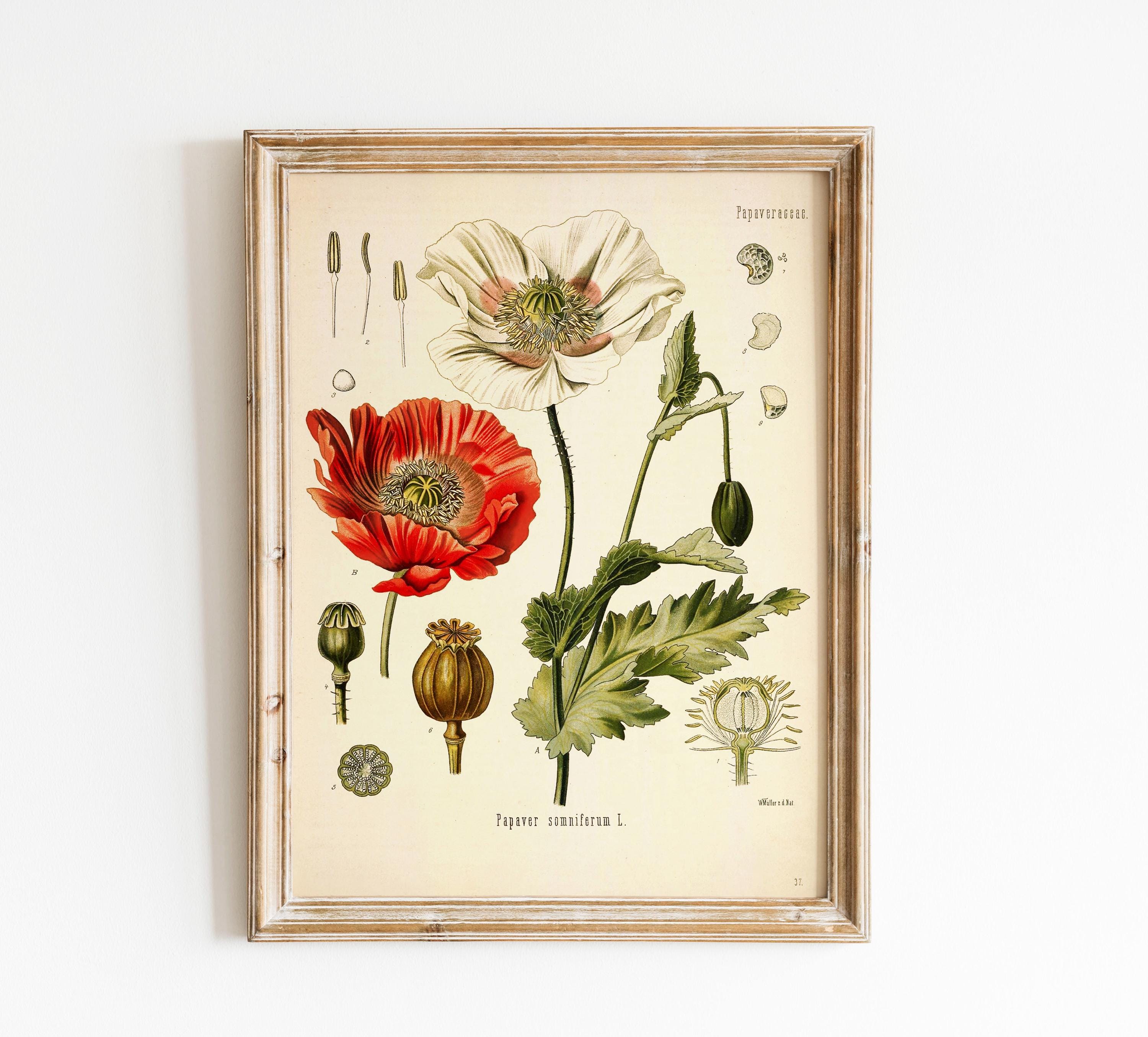 Vintage Botanical Wildflower Print | Garden Floral Wall Art - Etsy