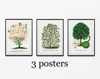 Vintage Tree Prints Set, Botanical Wall Art (Set of 3)