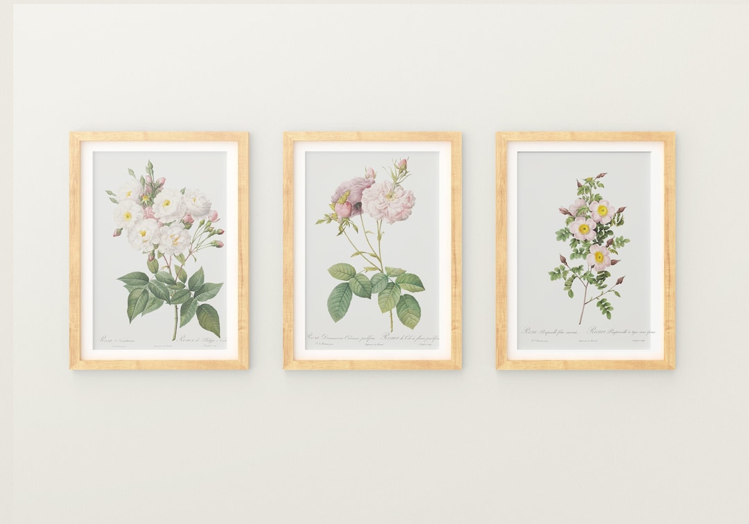 Botanical Print SET of 3 Wall Art Flowers, Set of 3 Roses Vintage ...