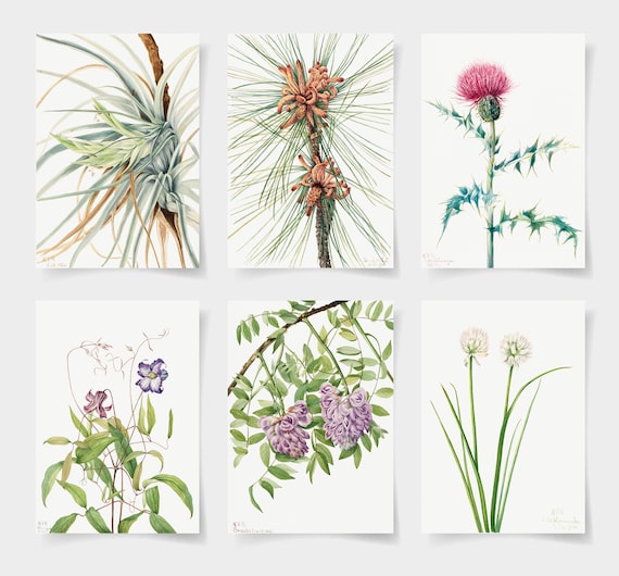 Vintage Botanical Prints Set of 6 Botanical Posters Botanical Etsy