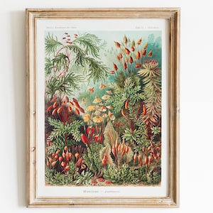Ernst Haeckel tropical wall art, jungle wall art, Illustration Mosses Print, Botanical Poster, flower print, Botanical jungle prints