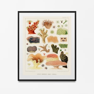 Sea Life Poster, ocean scientific print, Ocean Art print, nautical decor, Larousse Adolphe Millot, Vintage Style Scientific Illustration,