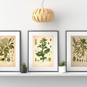botanical print Botanical poster set of 6 flowers, Botanical Prints Wildflower, Floral Wall Art, Vintage garden poster, floral art,
