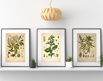 Puede incluir: Tres ilustraciones botánicas enmarcadas de plantas con hojas verdes y flores blancas. Las ilustraciones están sobre un fondo blanco y están enmarcadas en marcos negros. Los marcos están en un estante blanco.
