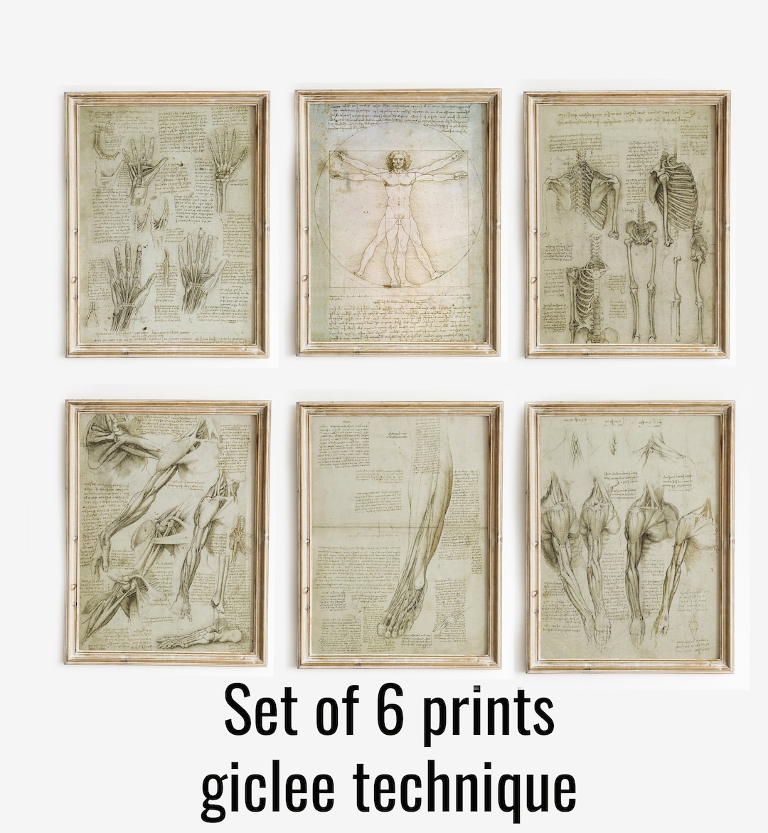 「ダビンチ: The Anatomy of Man」 Leonardo Da Vinci The Anatomy Of Man