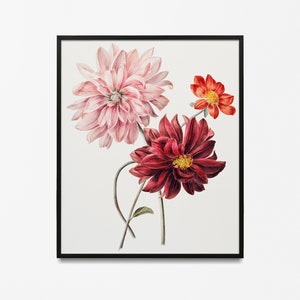 Dahlien Druck, Blumenwandbild, Vintage Blumendruck, Dahlien Poster, Blumendruck, Dahlien Poster, modernes minimalistisches Poster, Vintage Blumendekor