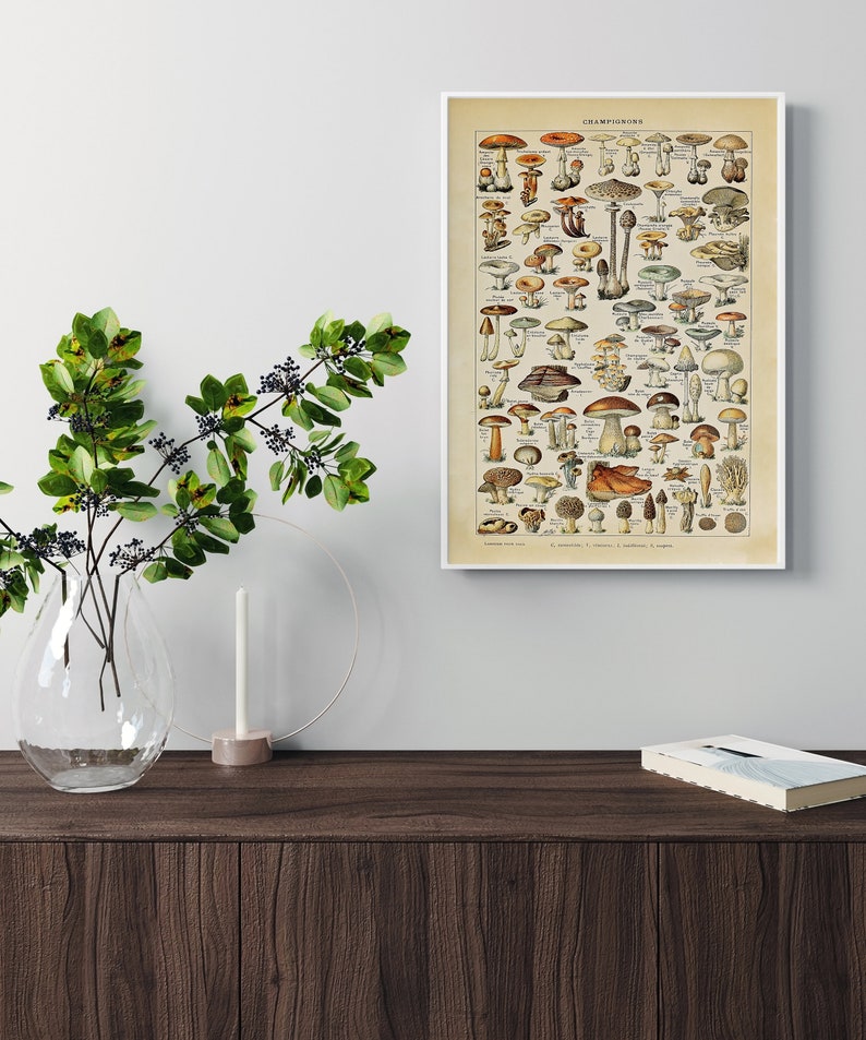 May include: Vintage botanical illustration of various mushrooms, labeled "CHAMPIGNONS" in French, with a white background and a white frame.