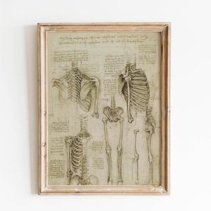 Vintage anatomy poster Leonardo da Vinci da vinci drawings Leonardo da Vinci sketch da vinci prints medical anatomy wall art wall decoration anatomy illustration anatomy wall art Vitruvian Man and extremities giclée on fine art paper