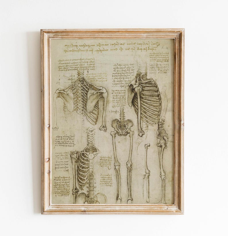 Vintage anatomy poster Leonardo da Vinci da vinci drawings Leonardo da Vinci sketch da vinci prints medical anatomy wall art wall decoration anatomy illustration anatomy wall art Vitruvian Man and extremities giclée on fine art paper