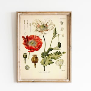 Vintage Botanical Wildflower Print | Garden Floral Wall Art