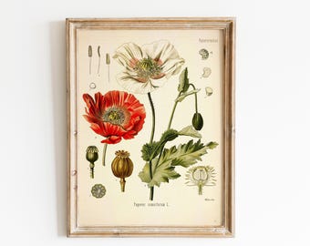 Impresión vintage de flores silvestres botánicas / Arte mural floral de jardín