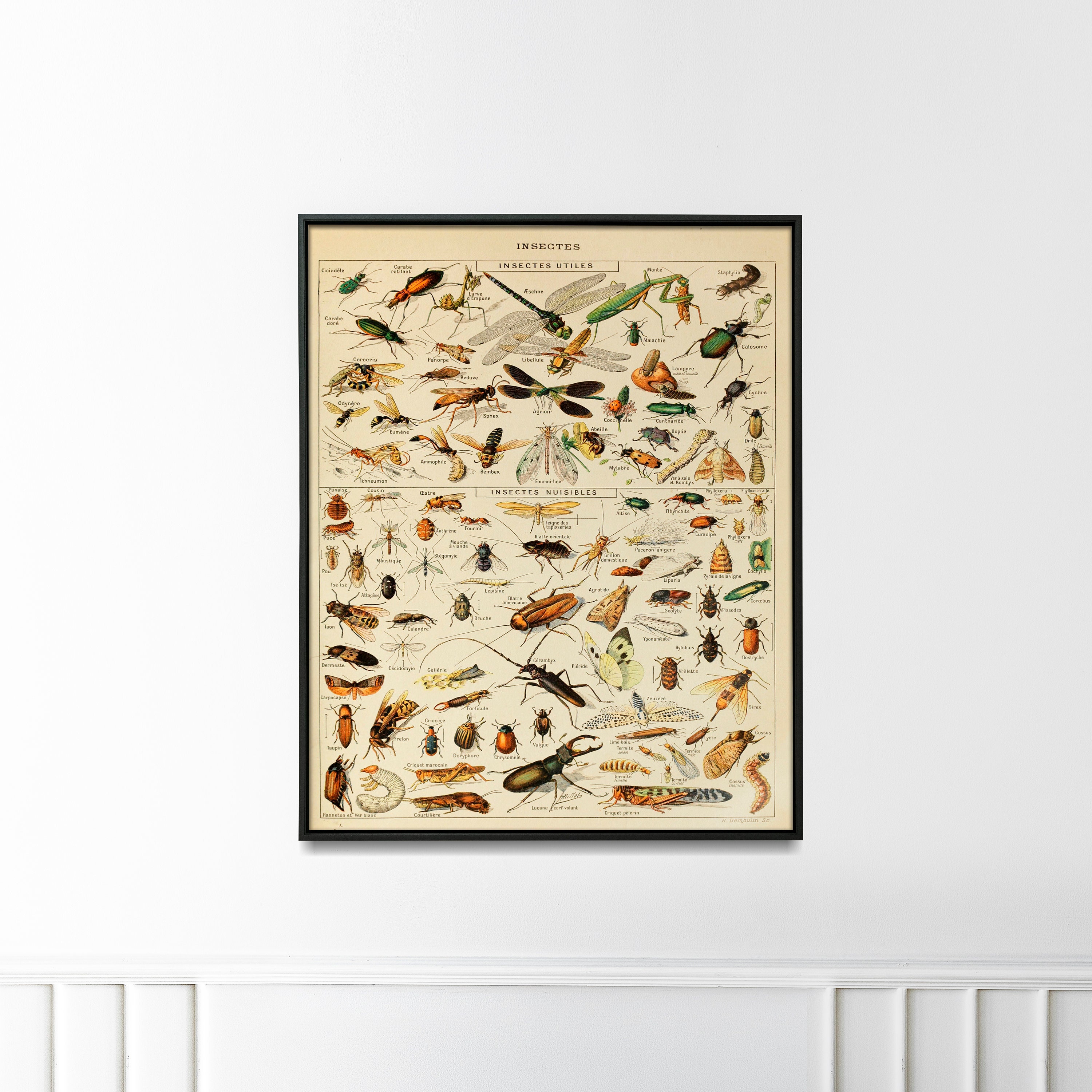 Vintage Science Print Insect painted by Adolphe Millot, Larousse Insects Chart Bugs Poster Home Decor best Gift Idea