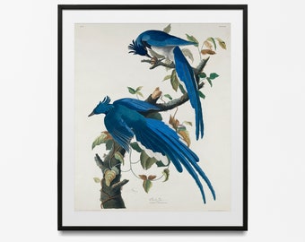Tropical Bird Print, Vintage Birds of America Poster