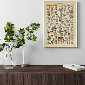 May include: Vintage botanical illustration of various mushrooms, labeled "CHAMPIGNONS" in French, with a white background and a white frame.