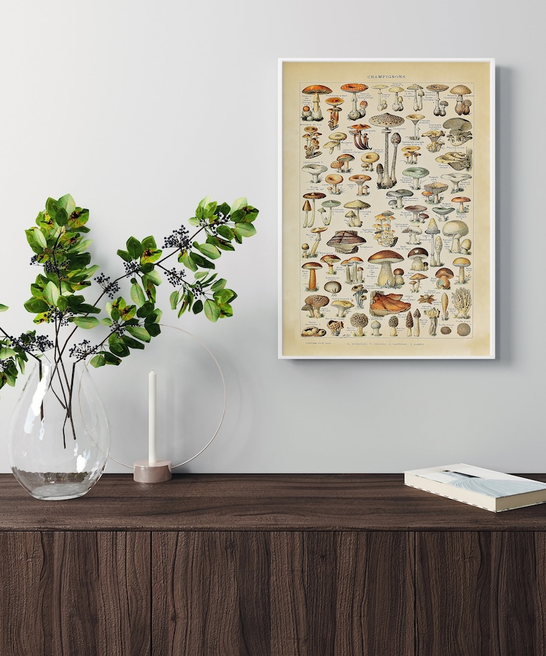 May include: Vintage botanical illustration of various mushrooms, labeled "CHAMPIGNONS" in French, with a white background and a white frame.