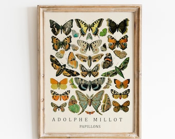 adolphe millot butterfly print, vintage butterfly poster, Decor Botanical Illustration Butterfly Poster
