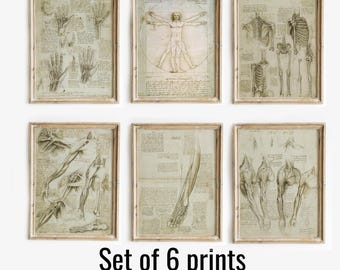 Set di 6 stampe di Leonardo Da Vinci L'uomo vitruviano, set di 6 poster di anatomia vintage, set di 6 stampe di anatomia artistica, poster di Leonardo da Vinci