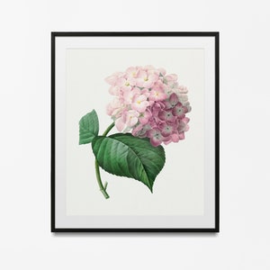 Estampados botánicos vintage, estampado floral vintage, estampado botánico, estampado artístico de flores de hortensia de hoja grande, arte mural de flores, estampado floral,