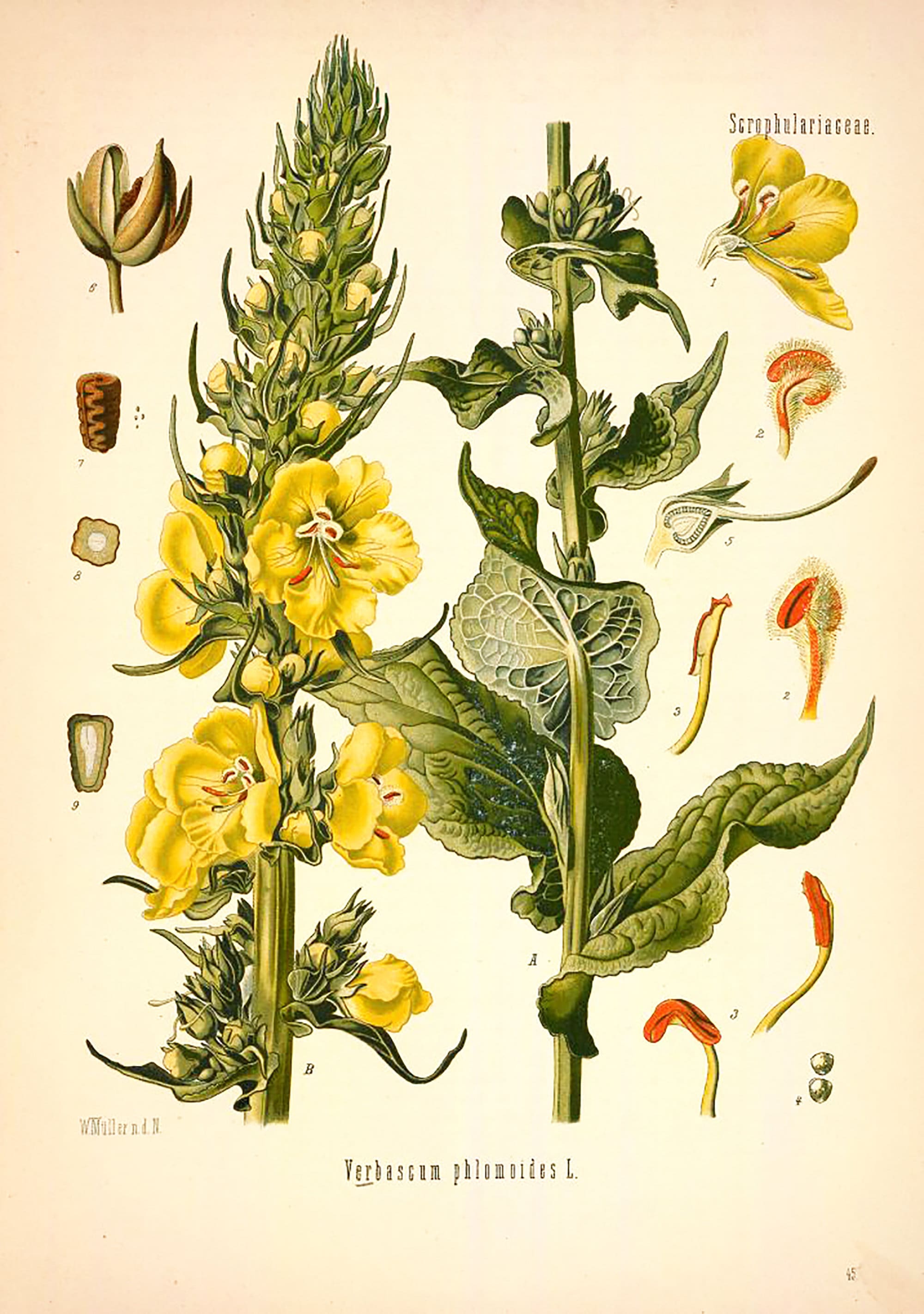 Botanical Poster Set of 6 Flowers, Botanical Prints