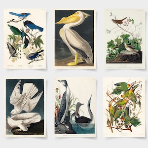 Audubon Birds set of 6 prints, Vintage Audubon American Pelican, Flamingo Print, Flamingo Illustration, Great blue Heron Print,