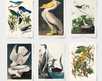 Puede incluir: Seis ilustraciones vintage de pájaros, cada una enmarcada con un borde blanco. Las ilustraciones están en un estilo detallado y realista y presentan una variedad de pájaros, incluyendo un pelícano, un halcón, un gorrión, un arrendajo azul, un colimbo y un loro.