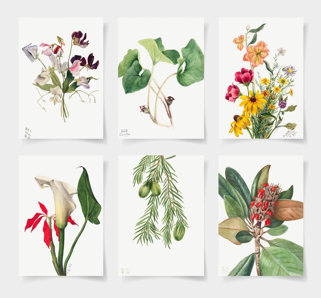 Vintage Botanical Prints Set of 6, Wildflower Floral Wall Art ...