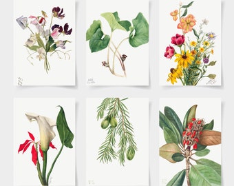 Poster botanico set di 6 fiori, Stampe botaniche Wildflower, Floral Wall Art, Poster da giardino vintage, arte floreale, stampa da giardino vittoriana