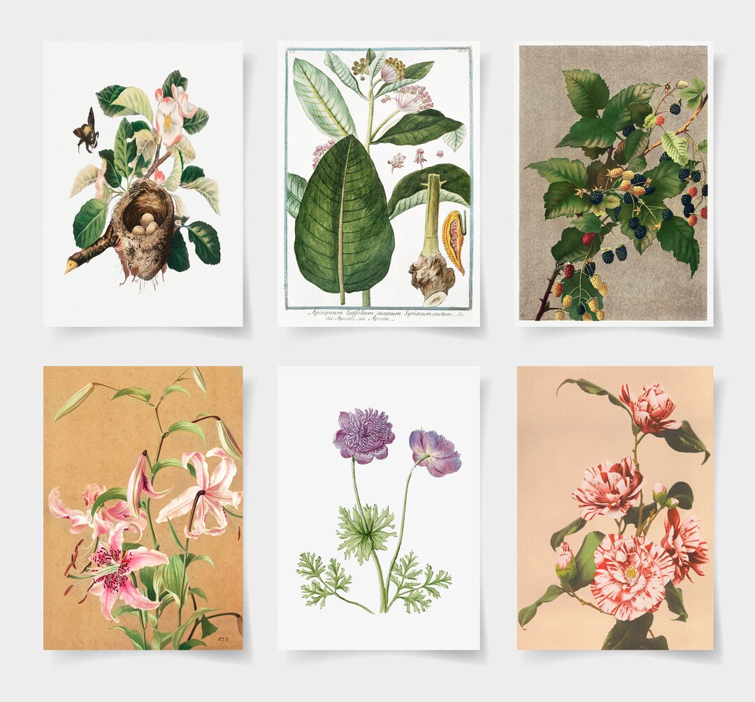 Vintage Botanical Print Set, Wildflower Garden Art (set of 6) - Etsy