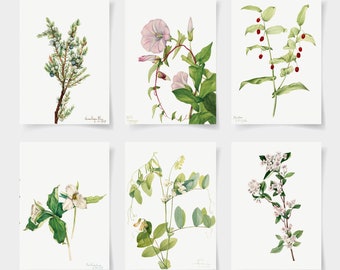 vintage Set di stampe botaniche di 6 poster botanici, Stampe botaniche Wildflower, Floral Wall Art, Poster da giardino vintage, arte floreale,