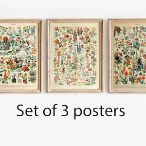 Set di 3 poster botanici con fiori, stampe botaniche di fiori selvatici di Adolphe Millot, arte floreale da parete, stampe di Millot, poster da giardino, arte floreale