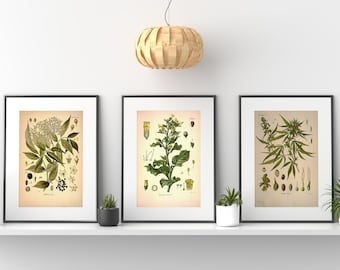 Conjunto de impresiones botánicas vintage, flores silvestres victorianas, arte floral para pared