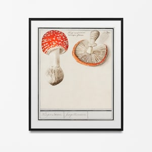 Vintage Botanical Print Mushrooms Science 1909 - Kitchen Decor Botanical Art Larousse Prints Mushroom Poster Millot Poster