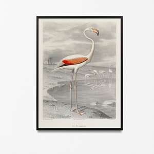 Pink Flamingo Vintage Art Print, Birds of America Decor, Antique Bird Illustration, John Audubon Poster, birds lover gift, vintage bird