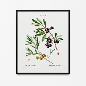 Poster vintage con ulivo, decorazione murale vegana retrò