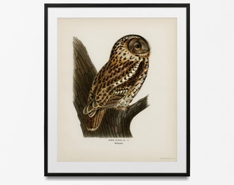 Audubon Vogel Druck, weiß VerschneitEulen Audubon Druck, geeignet für Framing, botanische Vogel Kunst, Galerie Wandkunst, Audubon Vogel Poster, Eule