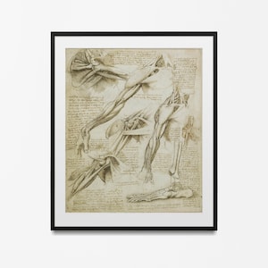 Leonardo Da Vinci Vintage Anatomy muscles Poster, Anatomy wall decoration for your office