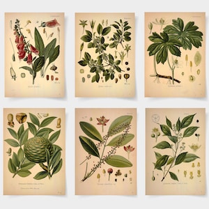 Botanisches Poster Set mit 6 Blumen, Botanische Drucke Wildblume, Blumenwandkunst, Vintage Gartenplakat, Blumenkunst, viktorianischer Gartendruck