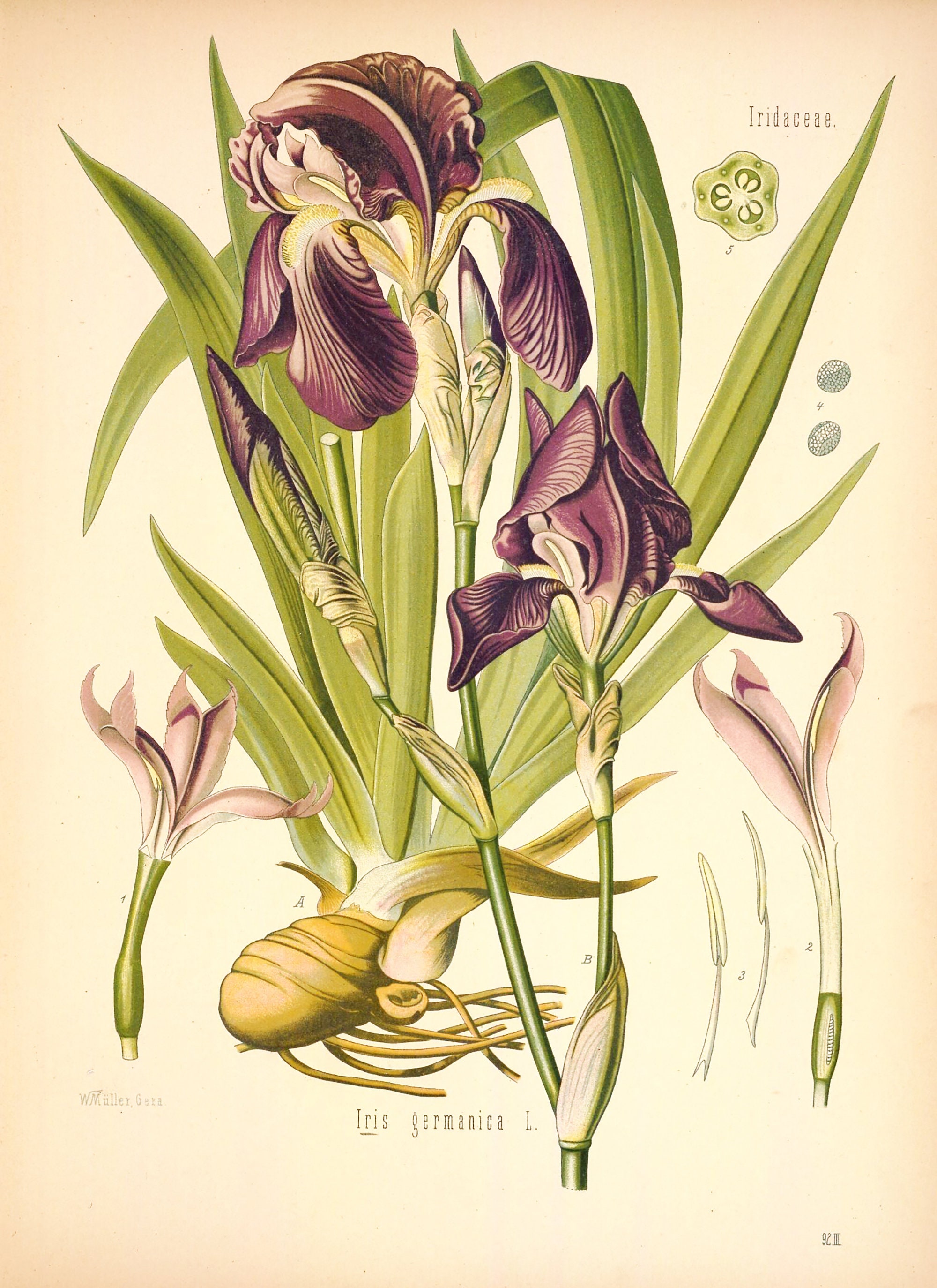 Botanical Poster Set of 6 Flowers, Botanical Prints