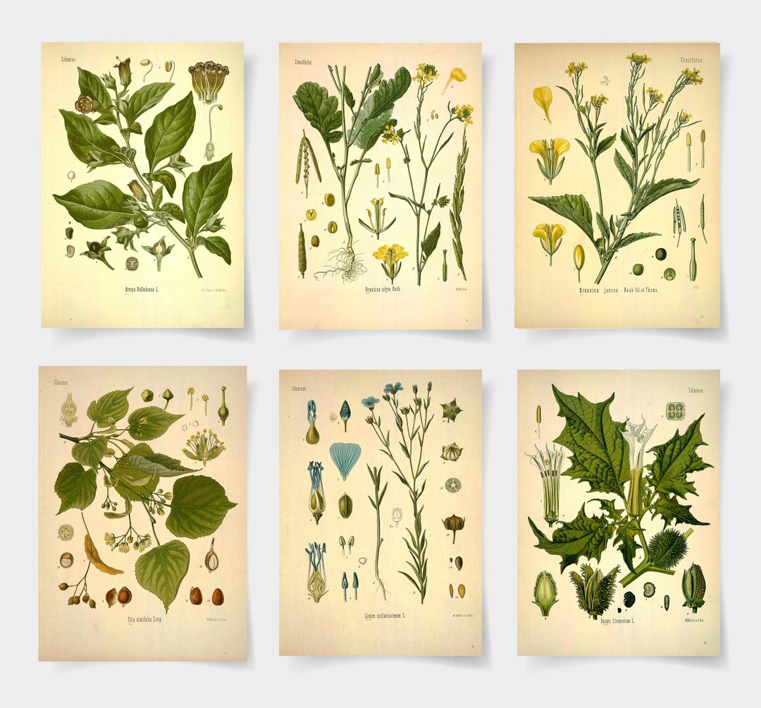 Wildflower Botanical Prints, Vintage Floral Wall Art Set of 6 - Etsy