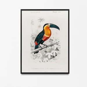 james audubon stampe, poster uccello toucan, Pittura antica di uccelli, Poster di disegno vintage Parete Arte Decor uccello amante regalo uccelli regali