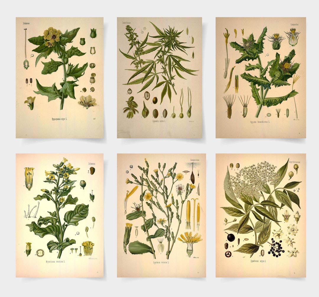 Botanical Print Botanical Poster Set of 6 Flowers, Botanical Prints ...